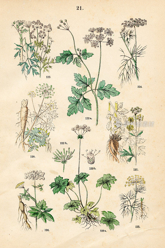 山芹，欧芹，茴香，莳萝，masterworm, lovage，花园当归，木桑-植物插图1883